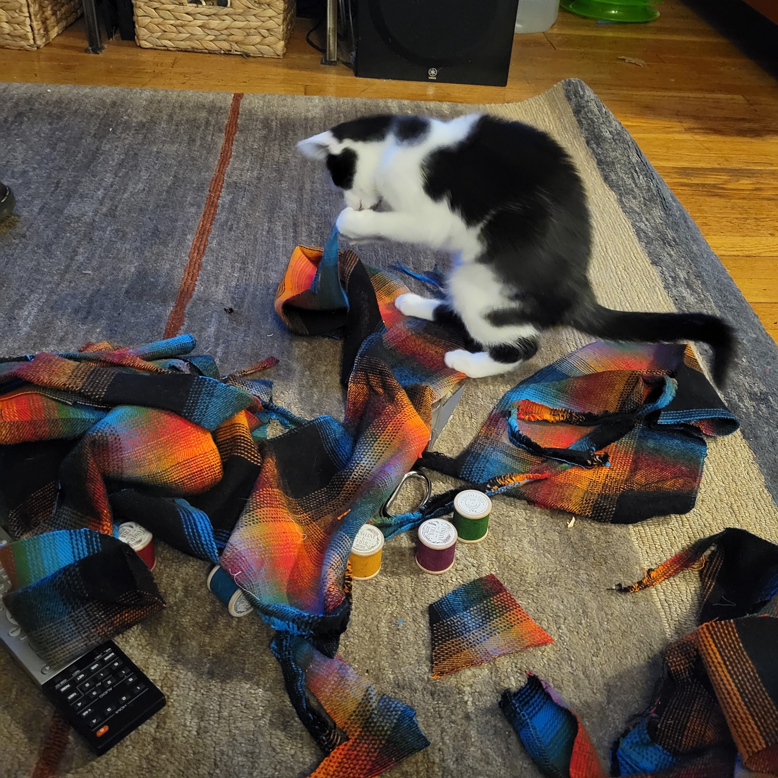 Naan the cat evaluates fabric